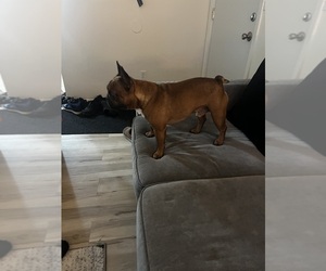 Father of the French Bulldog puppies born on 07/26/2025
