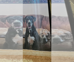Ragnar - Male Great Dane Dog for Adoption - Small photo