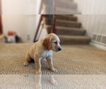 Small Photo #2 Golden Retriever Puppy For Sale in OMAHA, NE, USA