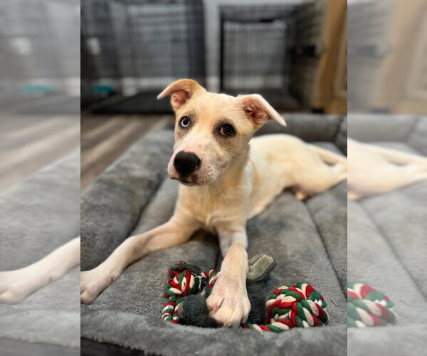 Medium Photo #2 Labrador Retriever-Unknown Mix Puppy For Sale in Lawrenceville, NJ, USA