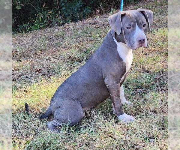 Medium Photo #3 American Pit Bull Terrier-Unknown Mix Puppy For Sale in Wetumpka, AL, USA