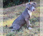 Small #2 American Pit Bull Terrier Mix