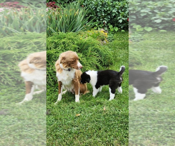 Medium Photo #1 Border Collie Puppy For Sale in GREENWOOD, WI, USA