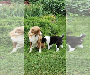 Medium Border Collie
