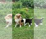 Puppy Cati Border Collie