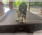 Small #2 Cocker Spaniel