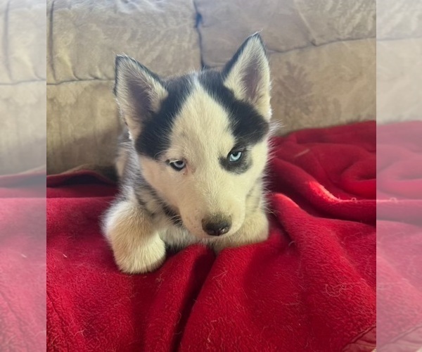Medium Photo #2 Siberian Husky Puppy For Sale in PINON HILLS, CA, USA