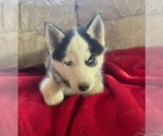 Small Photo #2 Siberian Husky Puppy For Sale in PINON HILLS, CA, USA