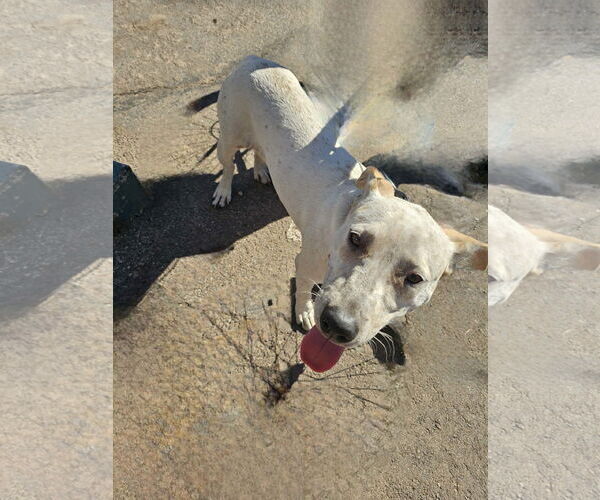 Medium Photo #1 Mutt Puppy For Sale in phoenix, AZ, USA