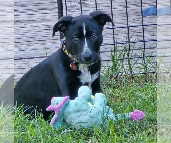 Medium Photo #11 Border Collie-Unknown Mix Puppy For Sale in Fargo, ND, USA