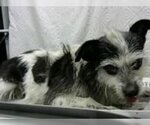 Small Photo #2 Jack Russell Terrier-Unknown Mix Puppy For Sale in Missouri City, TX, USA