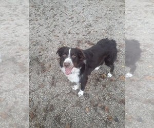 Father of the Australian Shepherd puppies born on 11/25/2021