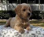 Puppy Mr Light Blue English Cream Golden Retriever-Poodle (Toy) Mix