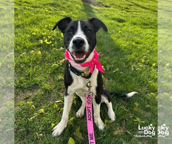 Medium Photo #9 Labrador Retriever-Unknown Mix Puppy For Sale in Washington, DC, USA