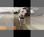 Small #2 American Pit Bull Terrier Mix