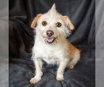Small #1 Chihuahua Mix