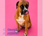 Small #2 Boxer-Mastiff Mix