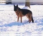 Small Photo #5 German Shepherd Dog Puppy For Sale in LOUISA, VA, USA