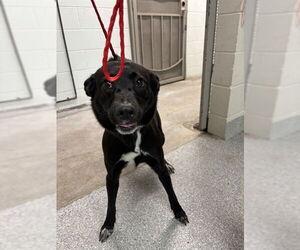 Labrador Retriever-Unknown Mix Dogs for adoption in Pasadena, TX, USA