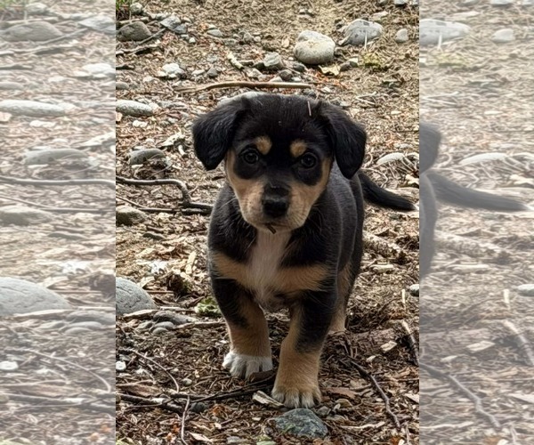Medium Photo #2 Dachshund-Unknown Mix Puppy For Sale in Anchorage, AK, USA