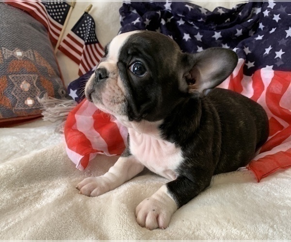 Medium Photo #9 French Bulldog Puppy For Sale in JOHNS ISLAND, SC, USA