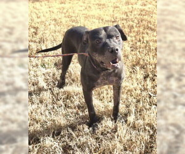 Medium Photo #1 Mutt Puppy For Sale in Glen Allen, VA, USA