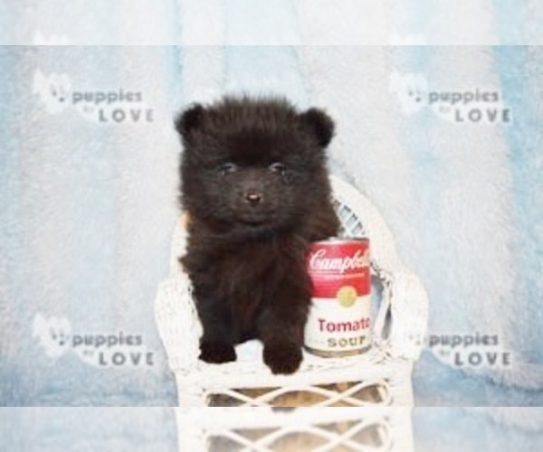 Medium Photo #8 Pomeranian Puppy For Sale in SANGER, TX, USA