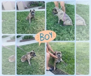 Cane Corso Puppy for sale in STOCKTON, CA, USA