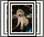 Small Photo #6 Poodle (Standard) Puppy For Sale in RIALTO, CA, USA