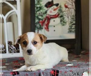 Chiranian Puppy for sale in INDIANAPOLIS, IN, USA