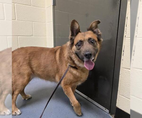 Medium Photo #1 Boxer-German Shepherd Dog Mix Puppy For Sale in Denver, CO, USA
