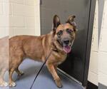 Small Boxer-German Shepherd Dog Mix
