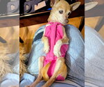 Small #2 Chihuahua Mix