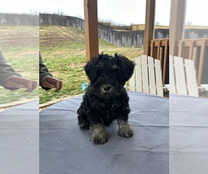 Schnauzer (Miniature) Puppy for Sale in THOMASVILLE, North Carolina USA