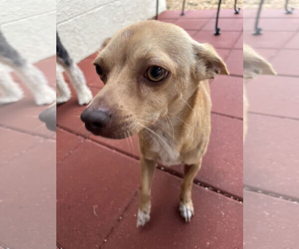 Medium Photo #1 Chihuahua Puppy For Sale in Valrico, FL, USA