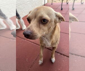 Chihuahua Dogs for adoption in Valrico, FL, USA