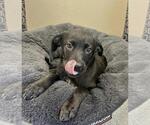 Small #2 Labrador Retriever Mix