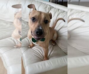 Archibald - Male Mutt Dog for Adoption - Photo #8