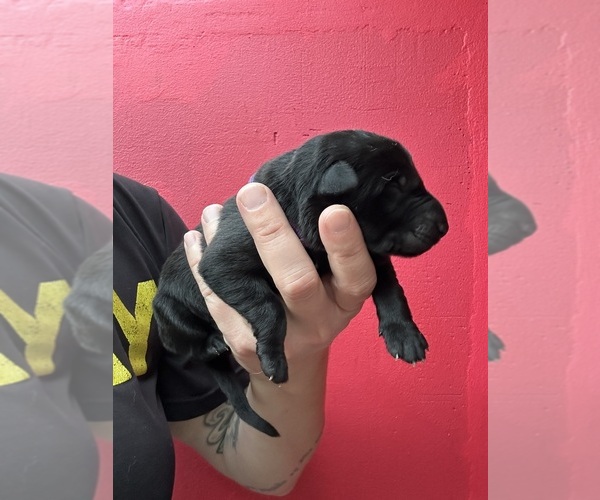 Medium Photo #3 German Shepherd Dog Puppy For Sale in LAKE ELSINORE, CA, USA