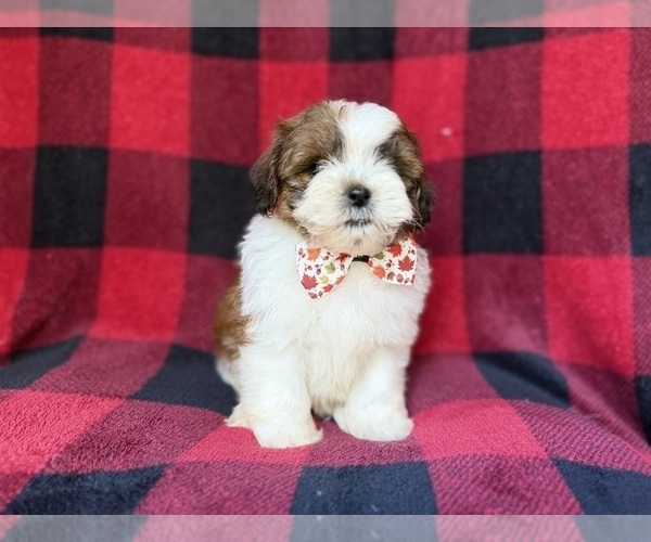 Medium Photo #5 Shih-Poo Puppy For Sale in LAKELAND, FL, USA