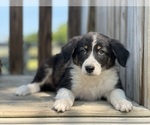 Small Photo #2 Border-Aussie Puppy For Sale in CONVERSE, IN, USA