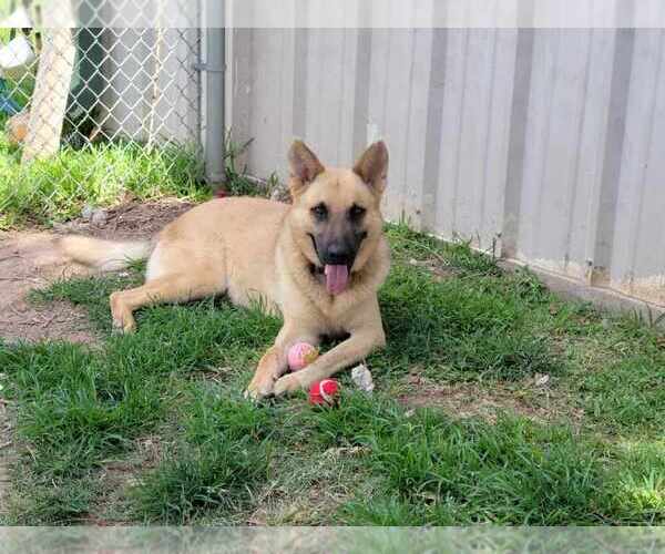Medium Photo #2 German Shepherd Dog-Unknown Mix Puppy For Sale in San Leon, TX, USA