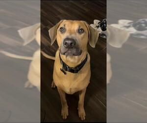 Labrador Retriever-Unknown Mix Dogs for adoption in San Antonio, TX, USA