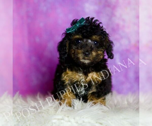Medium Photo #3 Poodle (Toy) Puppy For Sale in WARSAW, IN, USA