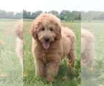 Small Photo #3 Goldendoodle Puppy For Sale in ITASCA, TX, USA