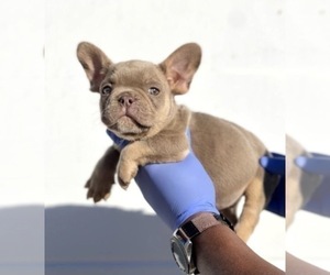 French Bulldog Puppy for sale in TUCSON, AZ, USA