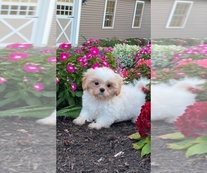 Shih Tzu Puppy for sale in CANOGA, NY, USA