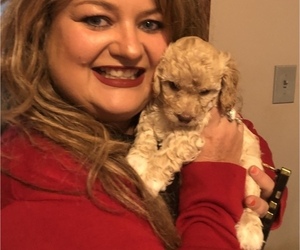 Bichpoo Puppy for sale in COYLE, OK, USA