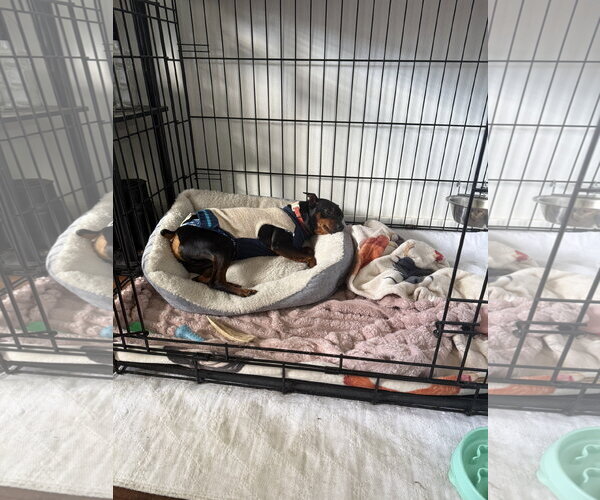 Medium Photo #5 Miniature Pinscher Puppy For Sale in Fort Wayne, IN, USA