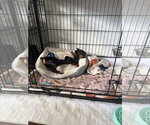 Small #4 Miniature Pinscher